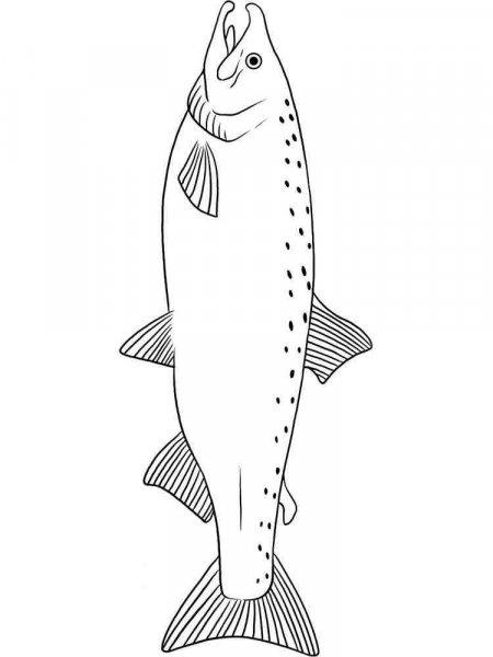 Salmon coloring pages