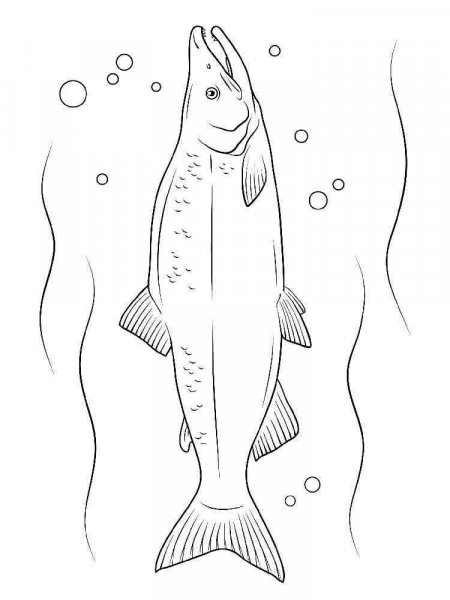 Salmon coloring pages