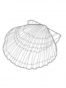 Scallop coloring page 14 - Free printable