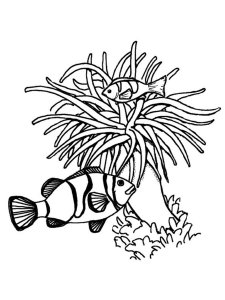 Sea Anemone coloring page 6 - Free printable