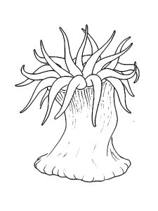 Sea Anemone coloring page 8 - Free printable
