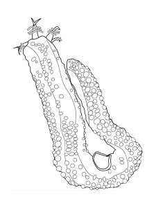 Sea Cucumber coloring page 3 - Free printable