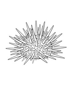 Sea Urchin coloring page 10 - Free printable