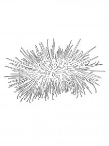 Sea Urchin coloring page 8 - Free printable