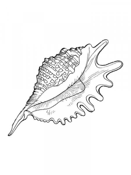 Seashell coloring pages Seashell coloring pages