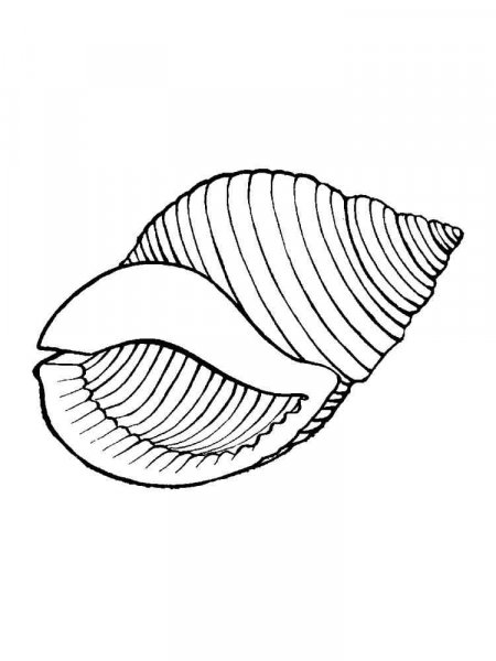 Seashell coloring pages