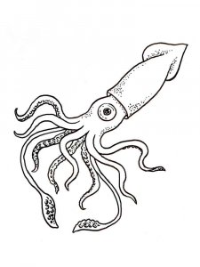 Squid coloring page 1 - Free printable