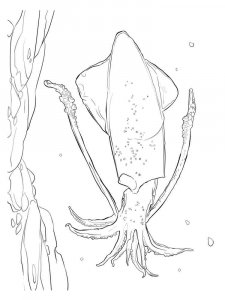 Squid coloring page 11 - Free printable