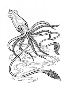 Squid coloring page 4 - Free printable