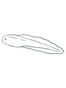 Tadpole coloring page 1 - Free printable