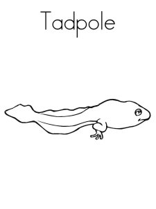 Tadpole coloring page 4 - Free printable
