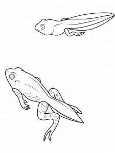 Tadpole coloring page 5 - Free printable