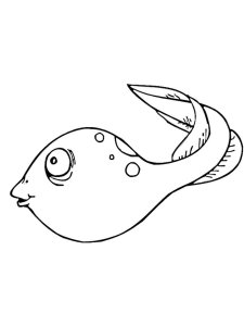 Tadpole coloring page 7 - Free printable
