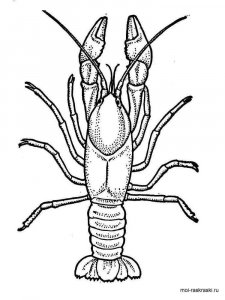 Crayfish coloring page 5 - Free printable