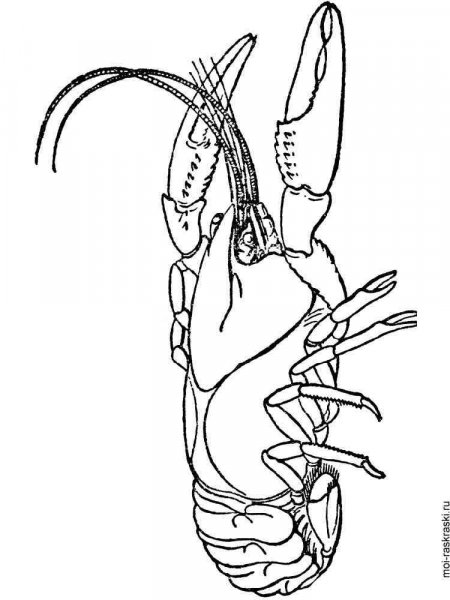 Crayfish coloring pages