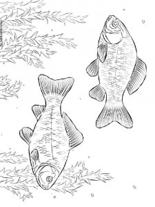 Crucian coloring page 2 - Free printable