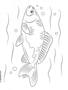 Crucian coloring page 5 - Free printable