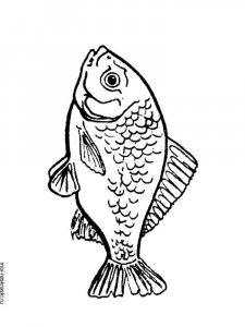 Crucian coloring page 6 - Free printable