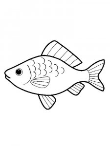 Crucian coloring page 7 - Free printable