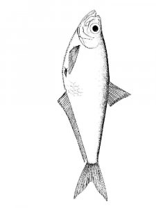 Sea Fish coloring page 15 - Free printable