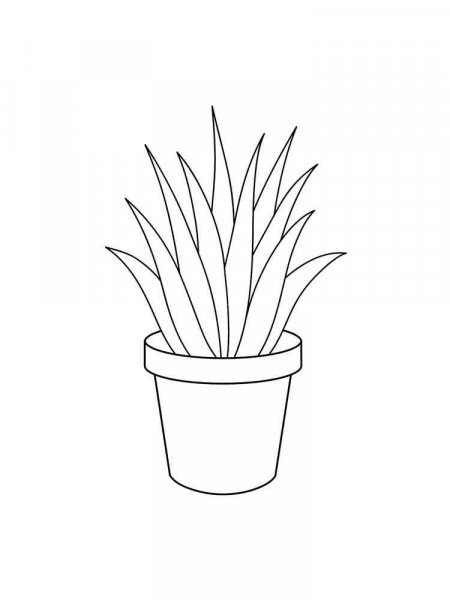 Aloe coloring pages