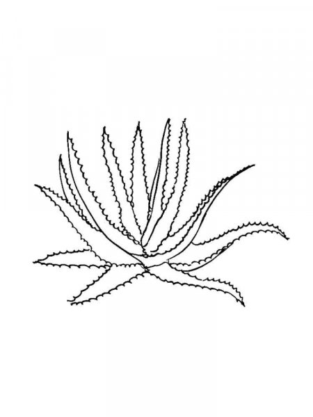 Aloe coloring pages