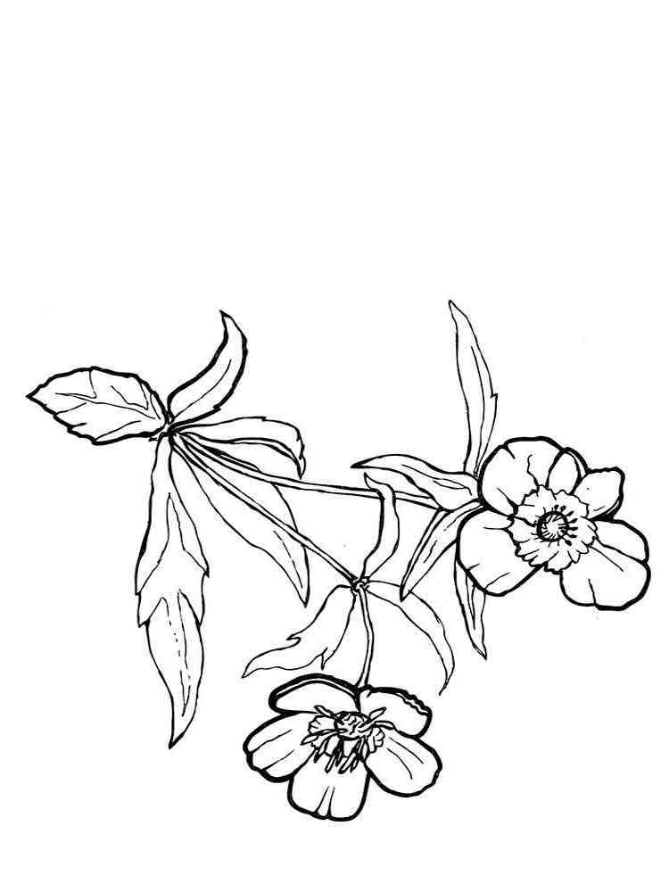 Download Buttercup flower coloring pages. Download and print Buttercup flower coloring pages