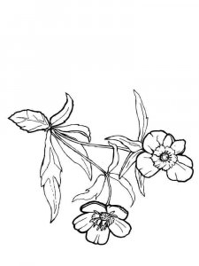 Buttercup coloring page 2 - Free printable