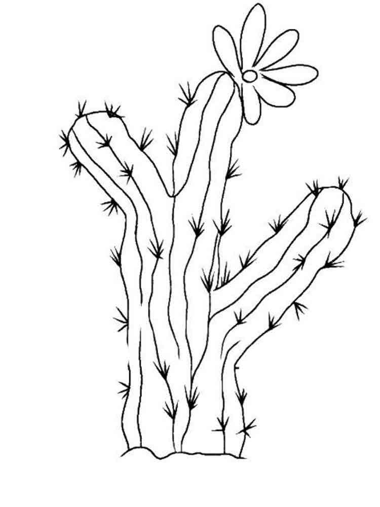 Cactus coloring pages. Download and print Cactus coloring pages
