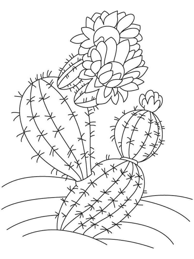 Cactus coloring pages