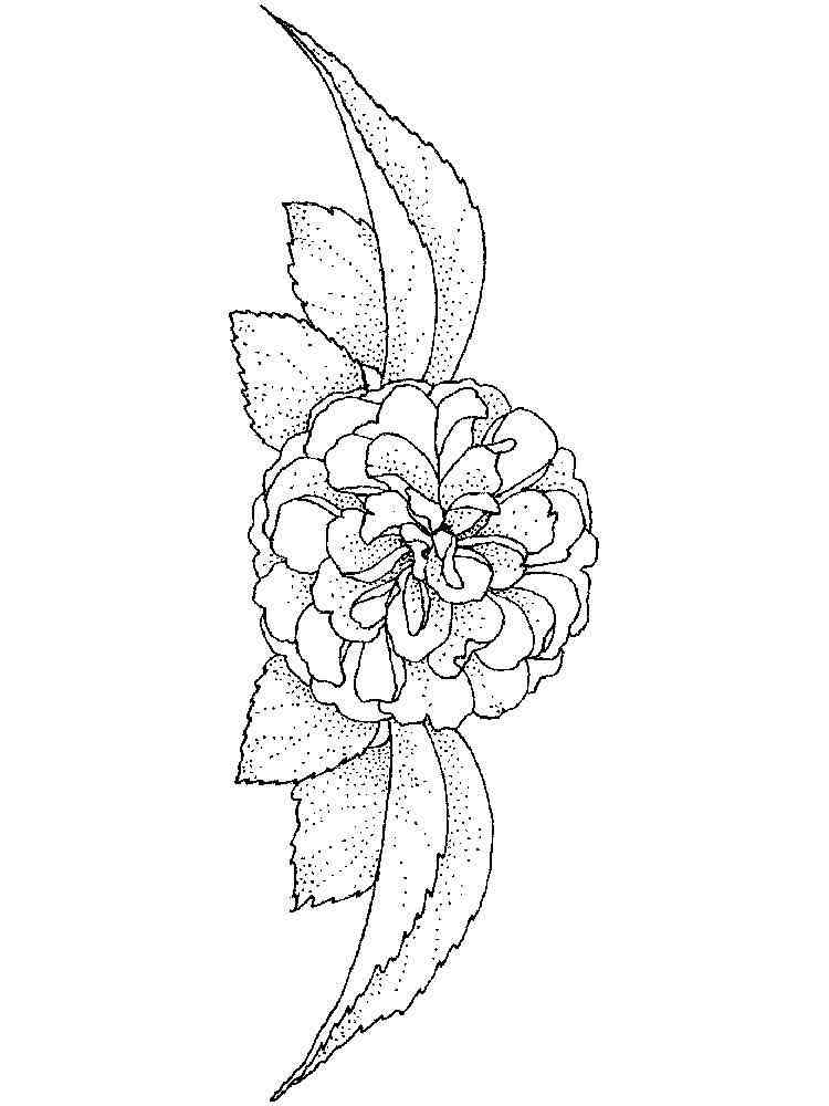 Camellia flower coloring pages. Download and print Camellia flower