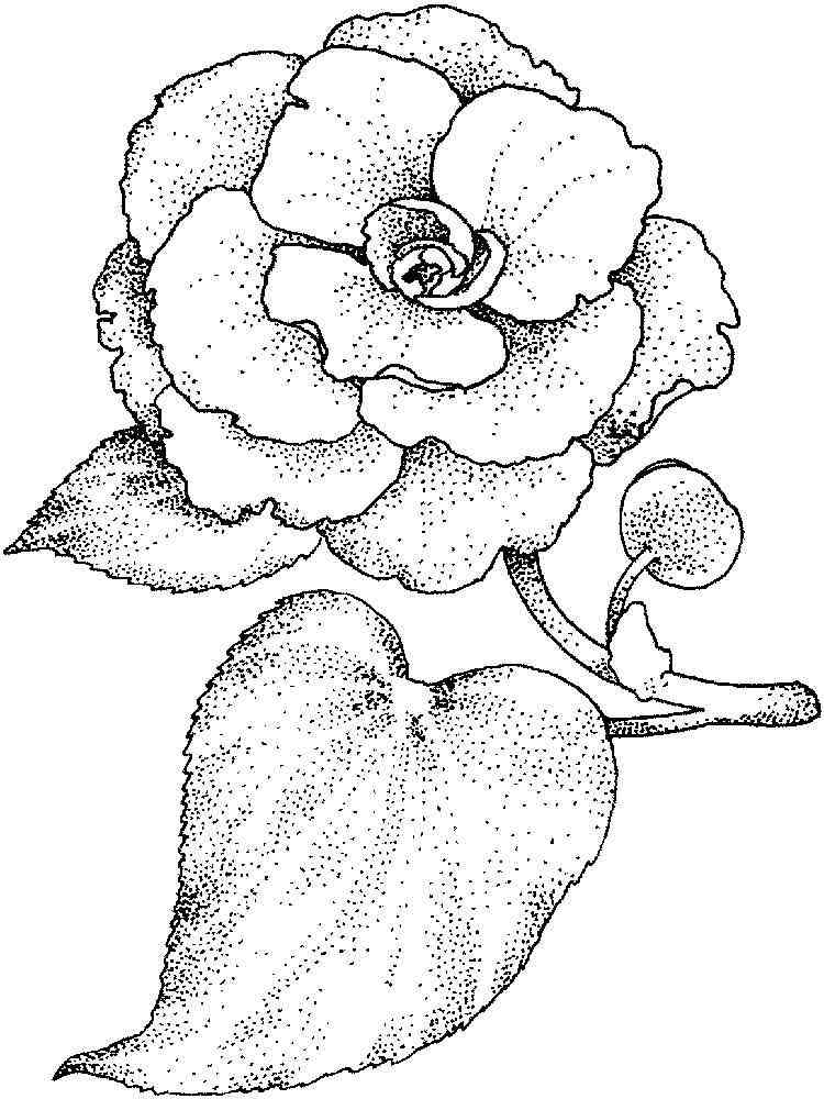 Download Camellia flower coloring pages. Download and print Camellia flower coloring pages