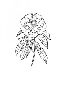 Camellia coloring page 13 - Free printable