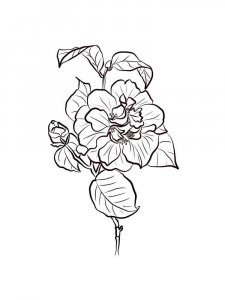 Camellia coloring page 14 - Free printable