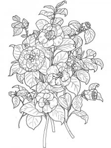 Camellia coloring page 1 - Free printable