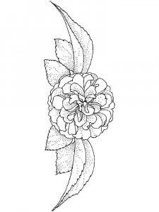 Camellia coloring page 11 - Free printable