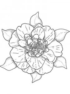 Camellia coloring page 2 - Free printable