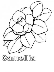 Camellia coloring page 3 - Free printable