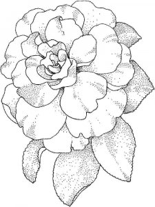 Camellia coloring page 4 - Free printable