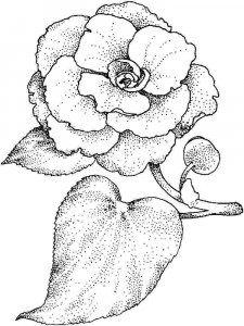 Camellia coloring page 5 - Free printable