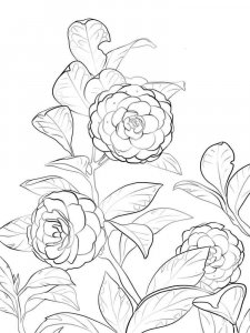 Camellia coloring page 9 - Free printable