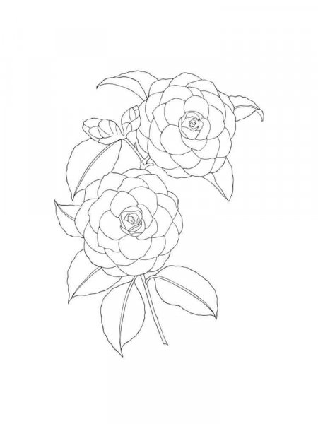 Camellia flower coloring pages