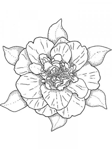 Camellia flower coloring pages