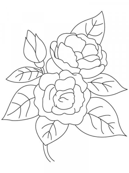 Camellia flower coloring pages