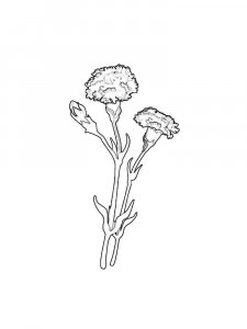 Carnation coloring page 15 - Free printable
