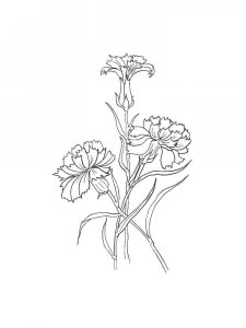 Carnation coloring page 16 - Free printable