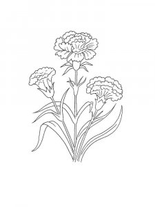 Carnation coloring page 19 - Free printable
