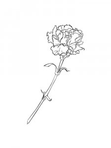 Carnation coloring page 20 - Free printable