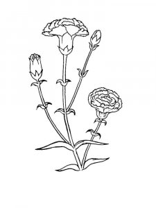 Carnation coloring page 24 - Free printable