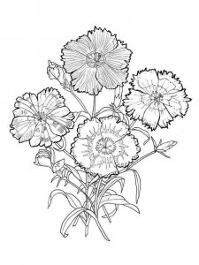 Carnation coloring page 1 - Free printable